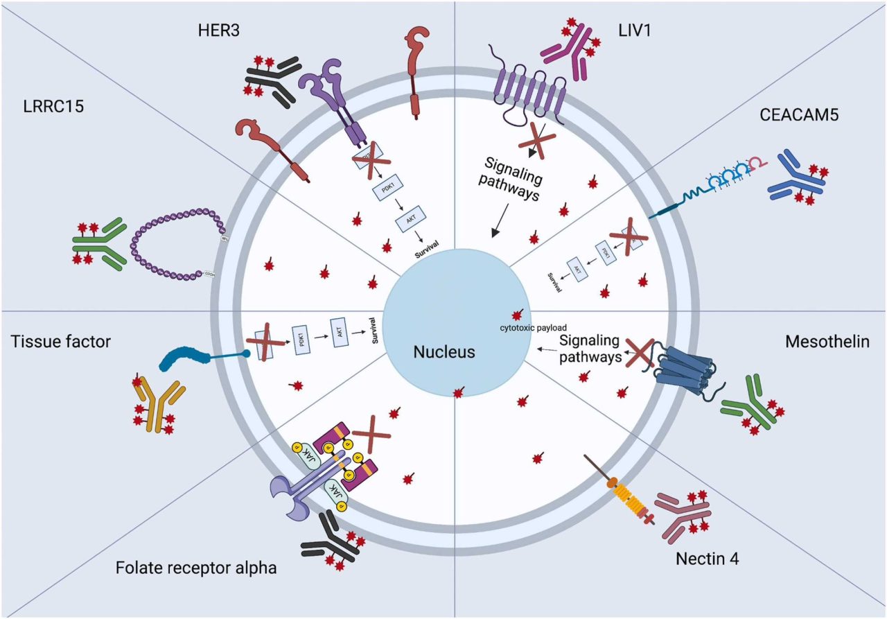 Paolo Tarantino: Delivering chemo via HER2- and Trop2-targeted Antibody-drug conjugates (ADCs) has reshaped the way we treat Metastatic breast cancer (MBC)