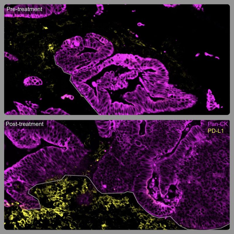 Pashtoon Murtaza Kasi: The imagery at RareCyte Incorporated will blow your mind