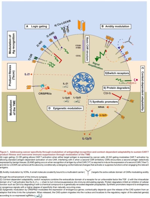 María Natalia Gandur Quiroga: Exciting advancements in Synthetic Biology for CAR T cell improvement!