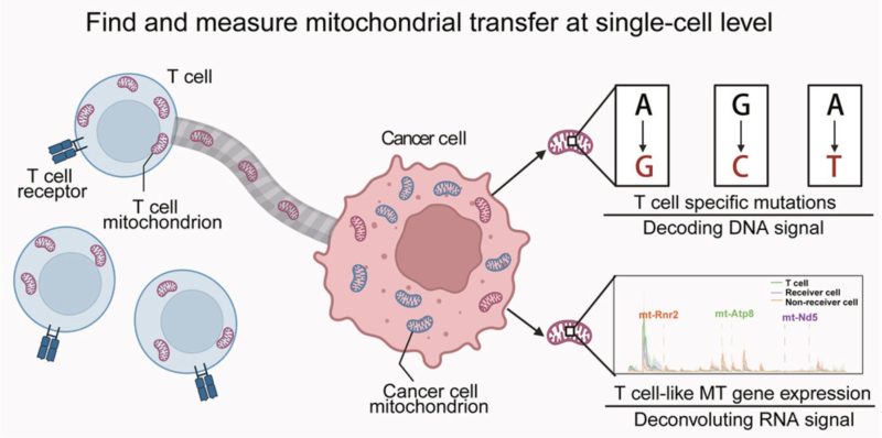 Eric Topol: Did you know that cancer cells can hijack mitochondria from T cells?