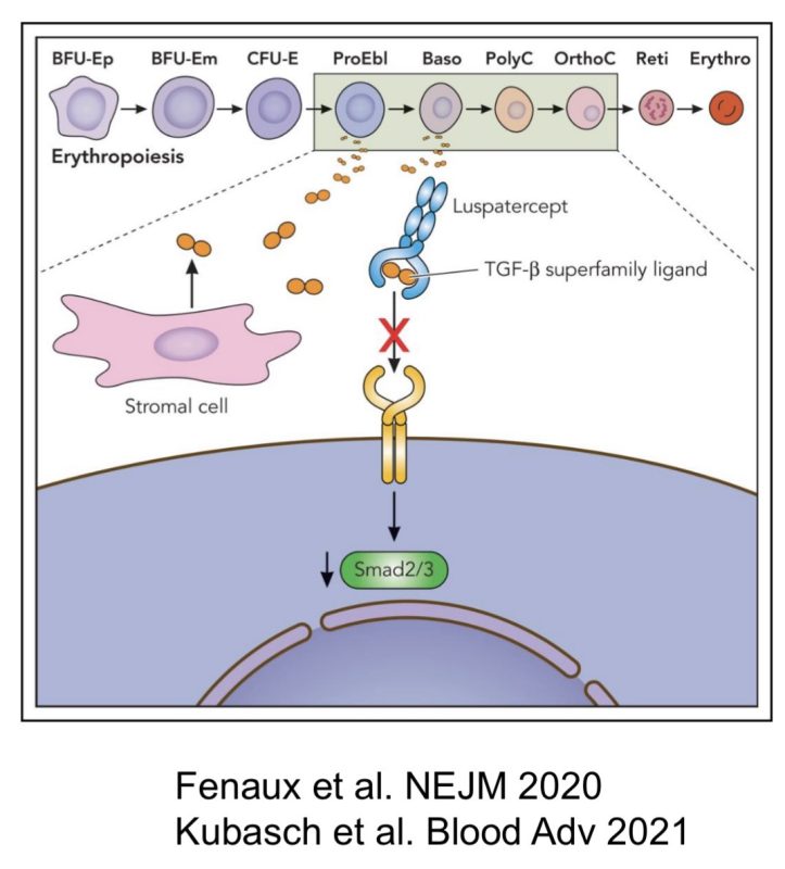 Talha Badar: The story of Luspatercept!