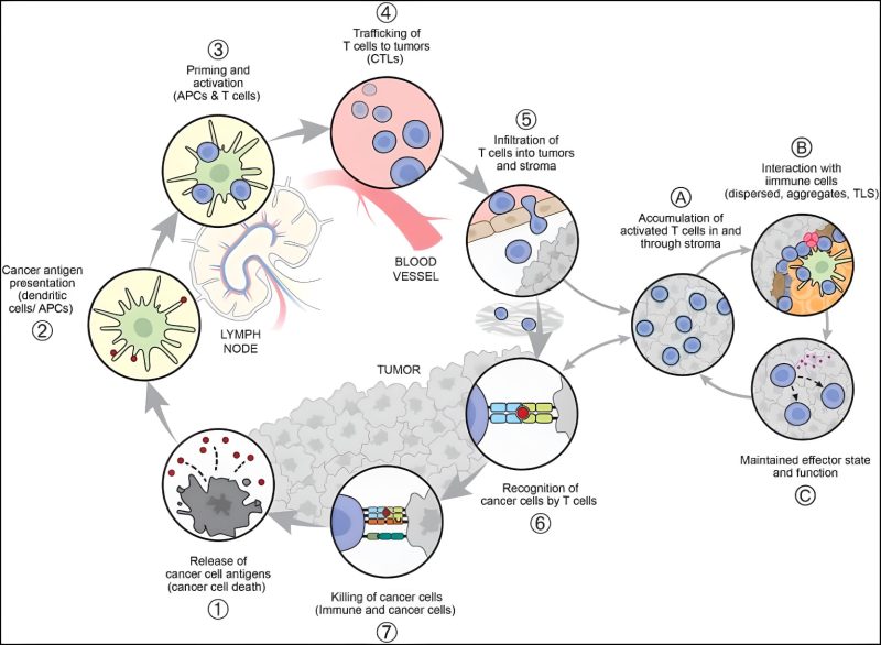 Daniel Chen: After a decade of immense progress for patients with cancer immunotherapy we are excited to publish a 10-year update, reflecting the complexity in the TME