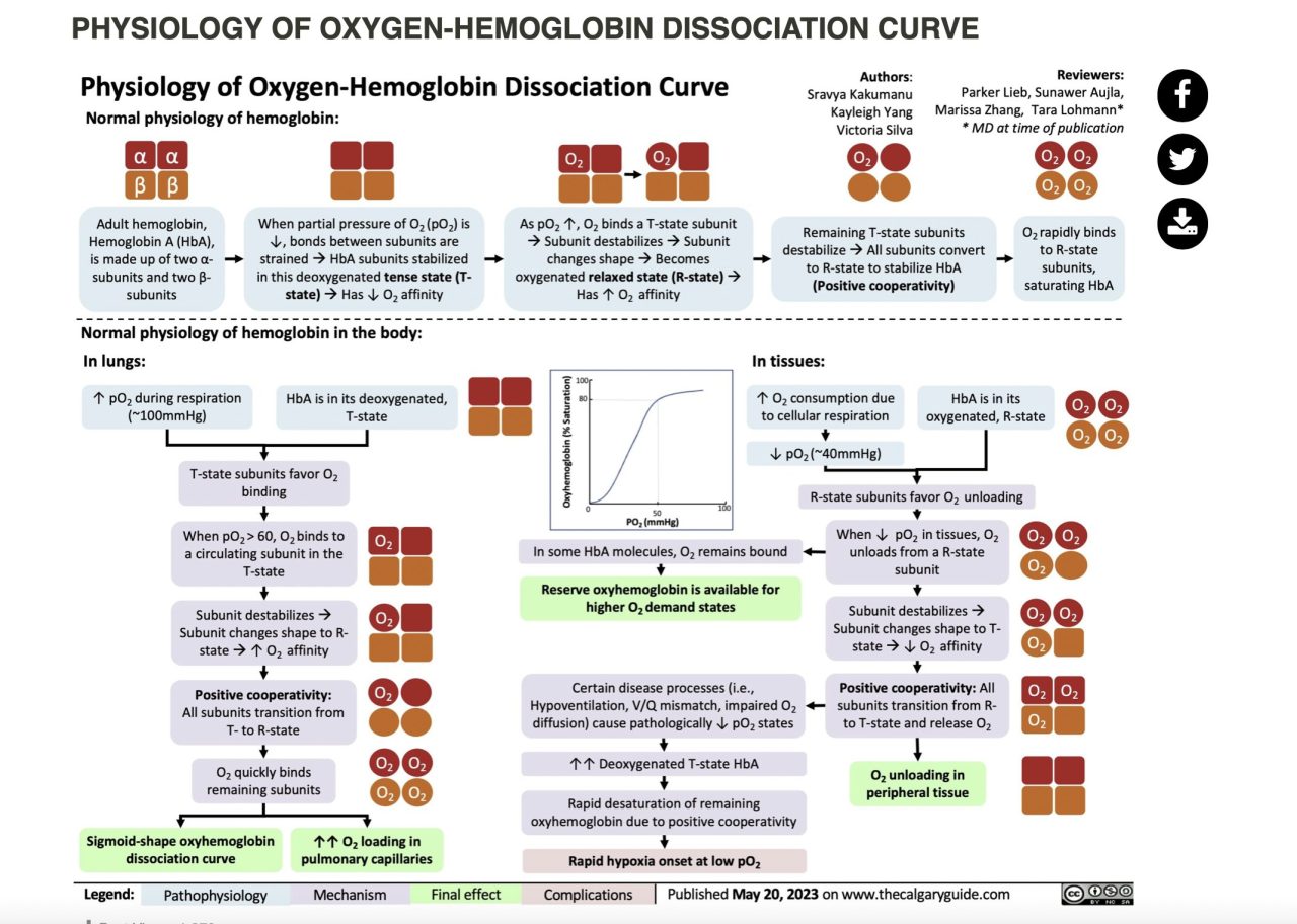 Aaron Goodman: Hemoglobin Dissociation Curve! Good stuff