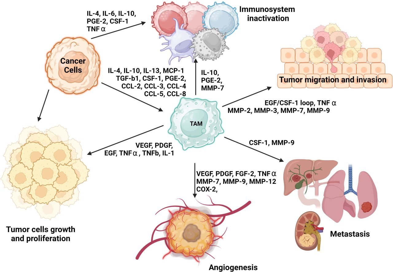 Natalia Baran: Our review paper on crosstalk between macrophages and cancer cells