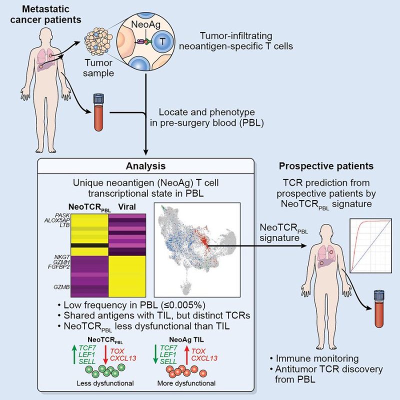 Patrick Hwu: How can we identify tumour-reactive T-cells circulating in the blood?