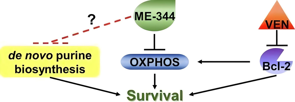 Natalia Baran: Metabolic Rewiring of leukemic cells upon gaining resistance to AraC