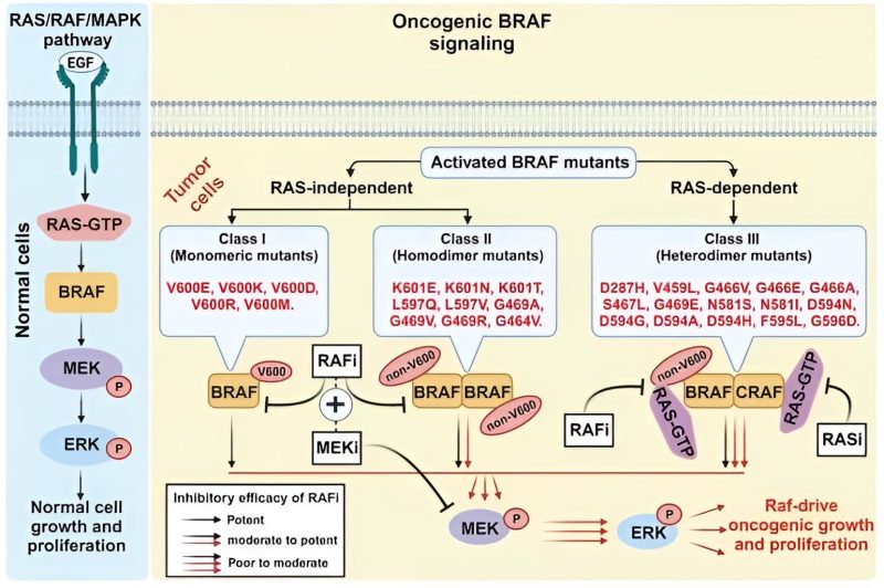 Iván González: Interesting review that addresses the importance of the RAS/RAF/MAPK pathway in solid cancers