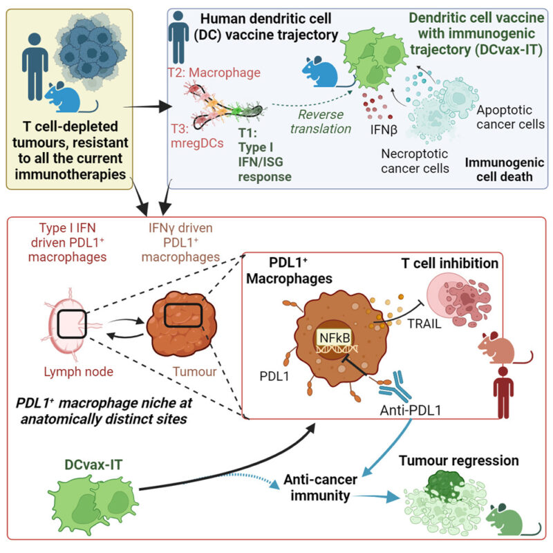 Our latest research on next-generation anti-cancer vaccines against T cell-depleted tumors - Cell Stress and Immunity Lab