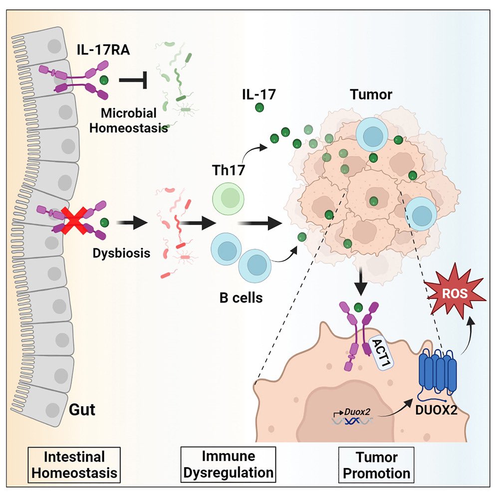 Anirban Maitra: The importance of the gut microbiome homeostasis on distant tumor growth