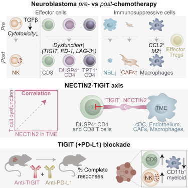 Jan Molenaar: Our study on single-cell analysis of Neuroblastoma tumors