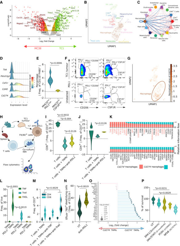 Our latest research on next-generation anti-cancer vaccines against T cell-depleted tumors - Cell Stress and Immunity Lab