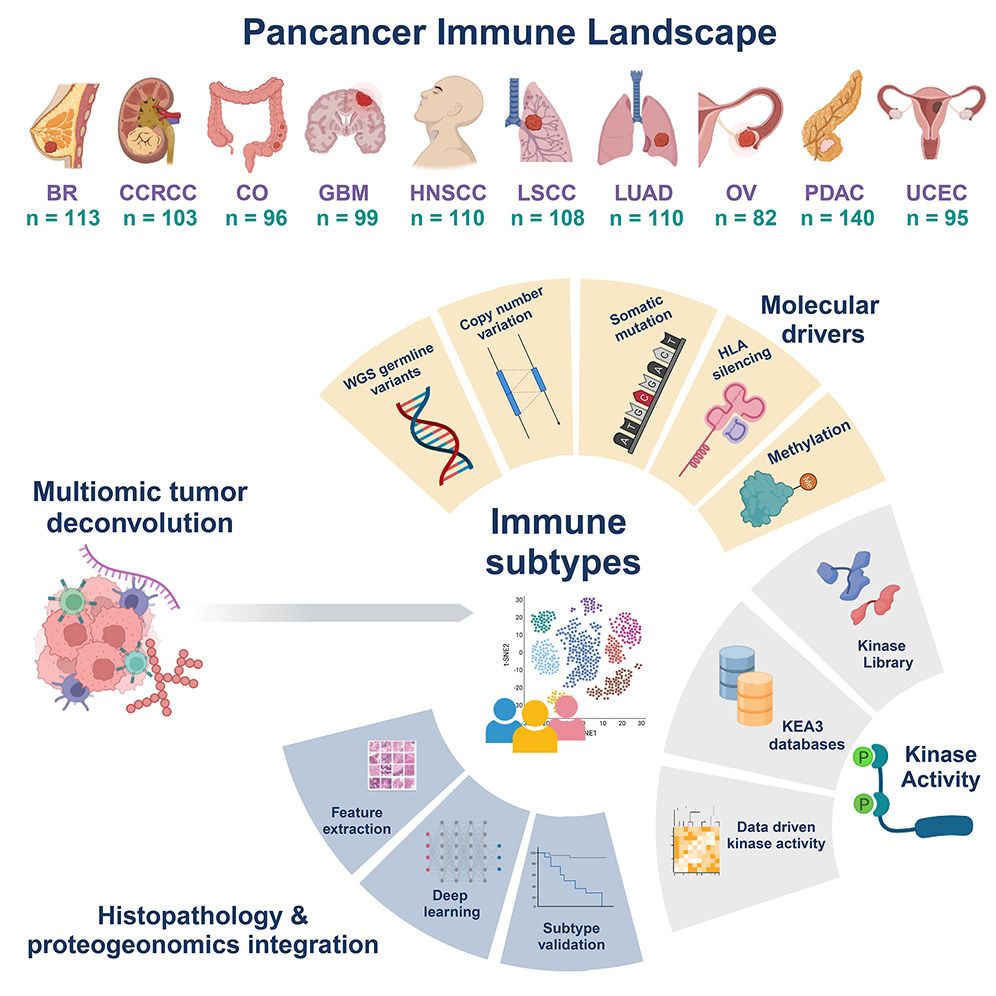 John Gordon: The immune landscape of more than 1,000 tumors across ten different cancers using CPTAC pan-cancer proteogenomic data