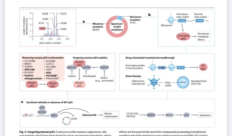 Erman Akkus: Targeting p53 in cancer. Is it promising?