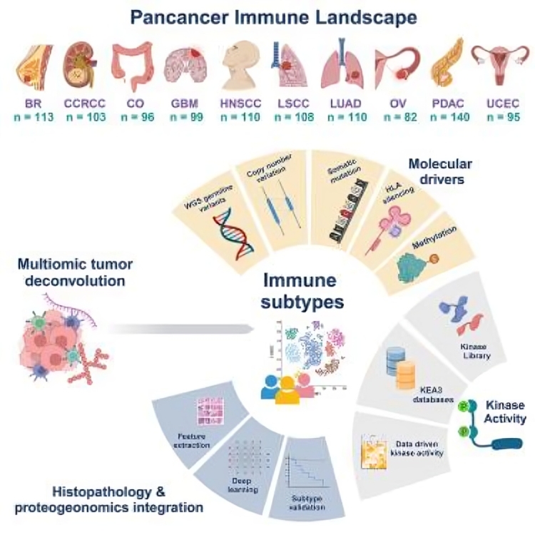 Marco Donia: Pan-cancer proteogenomics characterization of tumor immunity