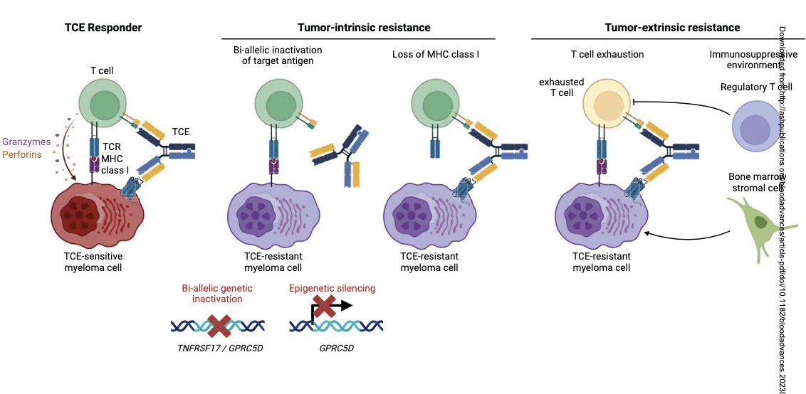 Robert Z. Orlowski: Nice review of tumor-intrinsic and -extrinsic resistance mechanisms to T-cell engagers