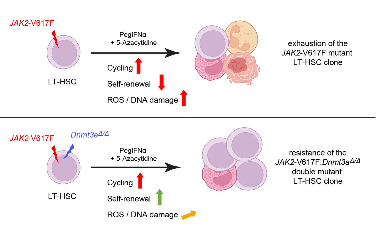 Yu-Hung Wang: Loss of Dnmt3a increases self-renewal of JAK2V617F HSCs