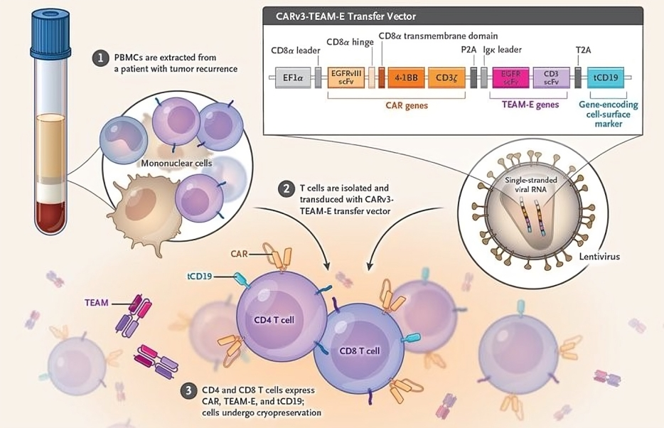 Vivek Subbiah: An editorial describes the science behind one strategy using a CAR T cell