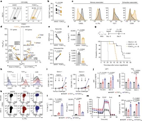 Evan Weber: Transcription factors that drive beneficial memory programs in CAR T cells