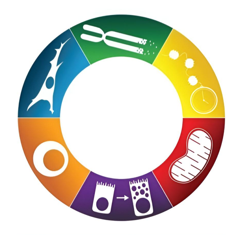 Maria Natalia Gandur Quiroga: The Hallmarks of Precancer