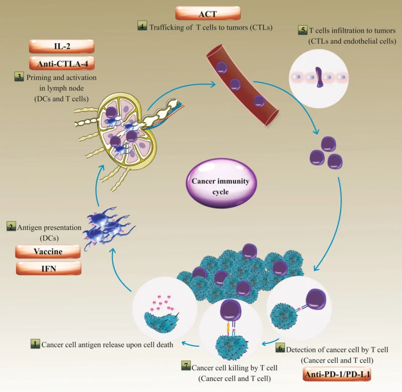 Immunotherapy for Kidney Cancer