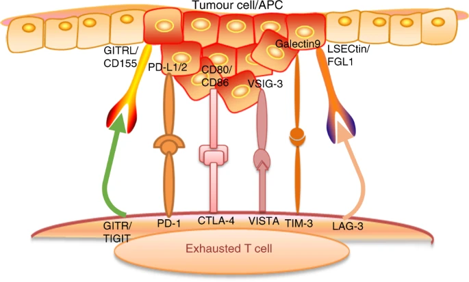 Head and Neck Cancers: Immunotherapy Advances