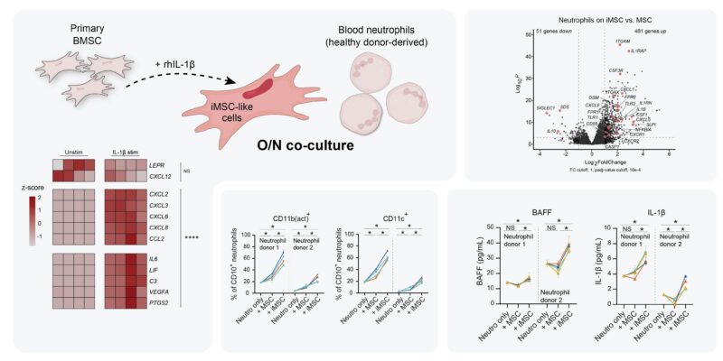 Madelon de Jong: My final PhD paper is out in Nature Immunology