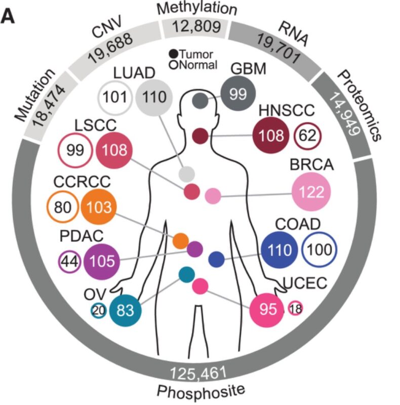 Pan-cancer proteogenomics expands the landscape of therapeutic targets