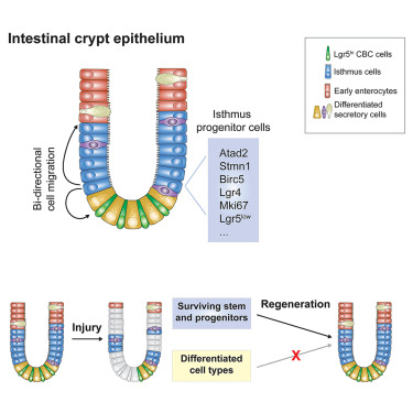 Nicholas Hornstein: Basic science Cell paper by Ermanno Malagola