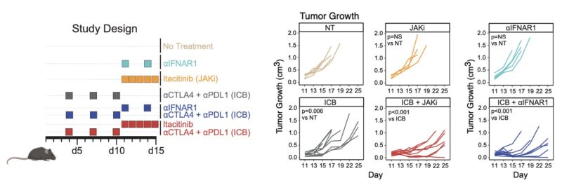 Andy Minn: Summary of our paper on combining JAK inhibitors with anti-PD1 for lung cancer