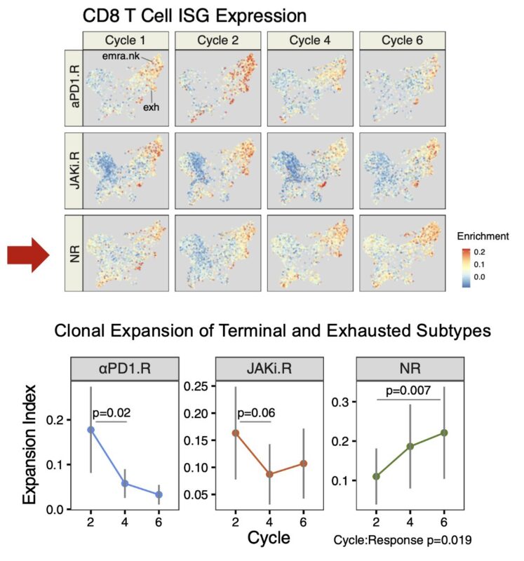 Andy Minn: Summary of our paper on combining JAK inhibitors with anti-PD1 for lung cancer