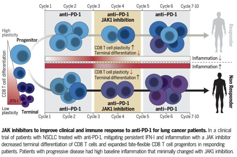 Andy Minn: Summary of our paper on combining JAK inhibitors with anti-PD1 for lung cancer