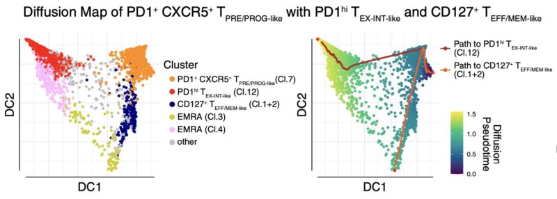 Andy Minn: Summary of our paper on combining JAK inhibitors with anti-PD1 for lung cancer