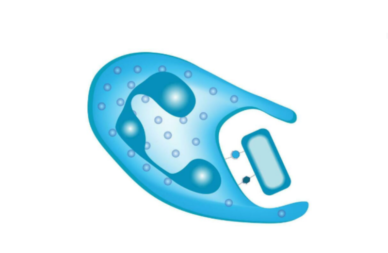 Activity of macrophages in tumors remain poorly defined