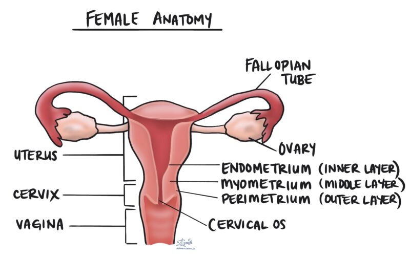 Endometrioid adenocarcinoma