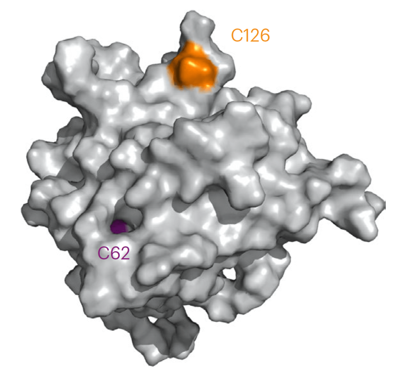 BAX protein’s role in cell death, a promising target for cancer therapy – Dana-Farber Cancer Institute