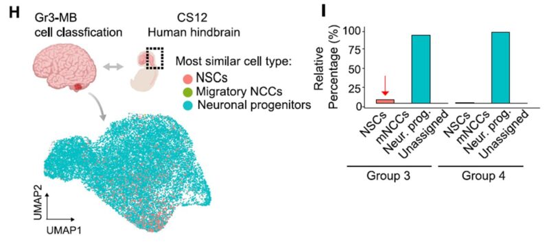 Olivier Saulnier: Cellular origins of medulloblastoma