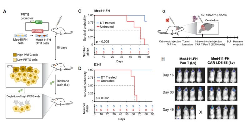 Olivier Saulnier: Cellular origins of medulloblastoma