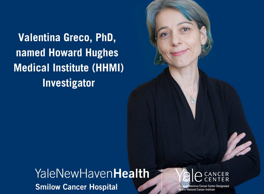 Valentina Greco has named Howard Hughes Medical Institute Investigator – Yale Cancer Center
