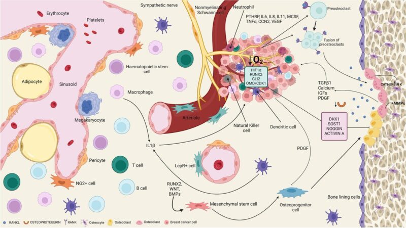 Robert Clarke: Modelling metastatic microenvironments in breast cancer