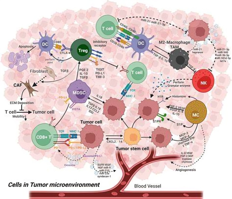 Tumor Microenvironment Gradients in Pleural Mesothelioma