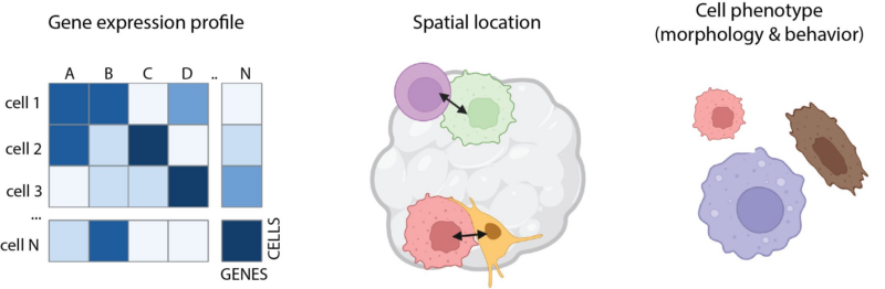 Daeun Jeong: Cell-intrinsic and extrinsic factors underlying malignancy in supratentorial ependymomas