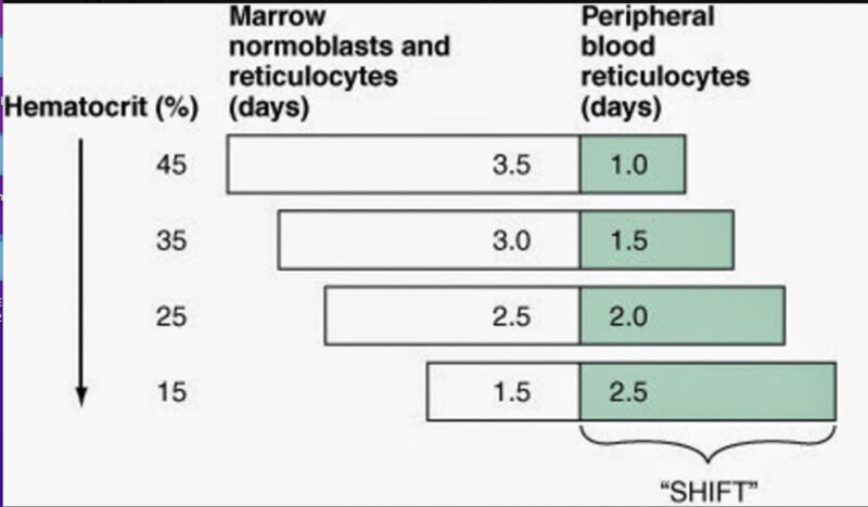 Reticulocyte Production Index Tweetorial by Aaron Goodman