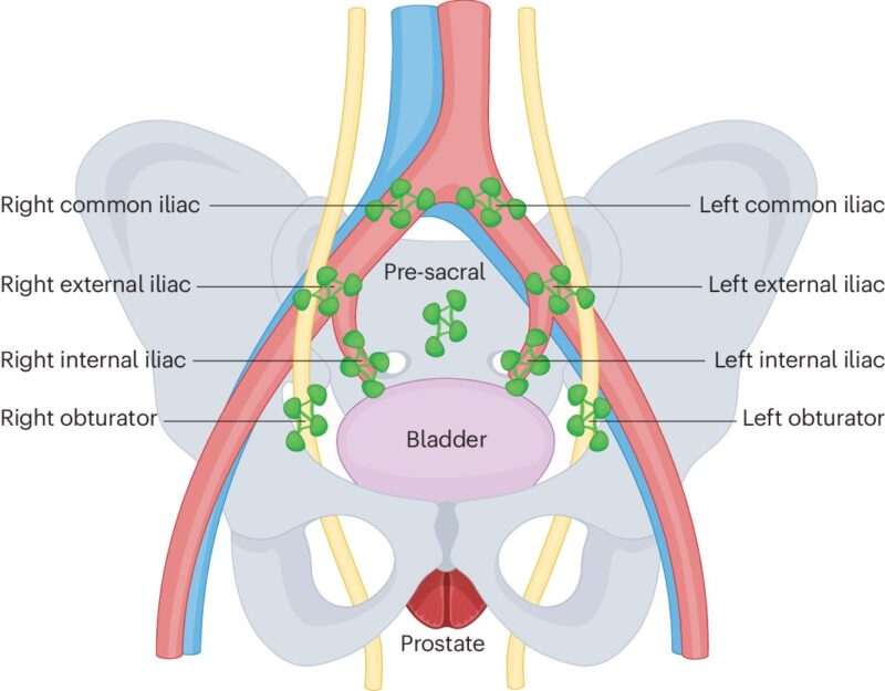 lymph nodes