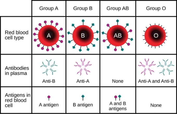 history of blood 