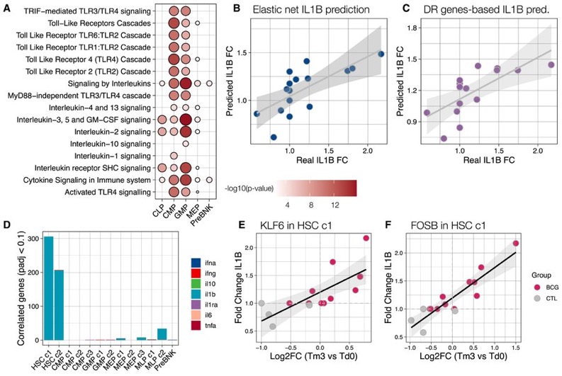 BCG vaccination