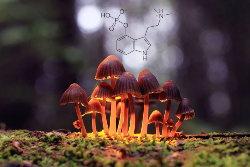 New Insights on Psilocybin's Impact on the Human Brain by Joshua Siegel et al.