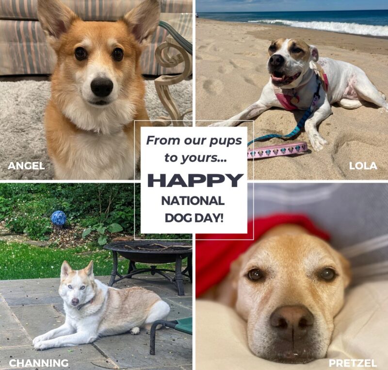 August 26 is the International Dog Day!