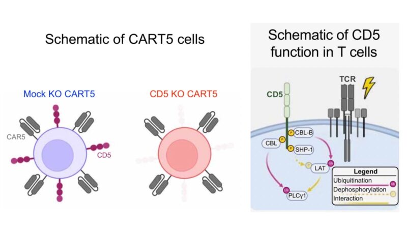 Using CRISPR technology to enhance CAR-T cells