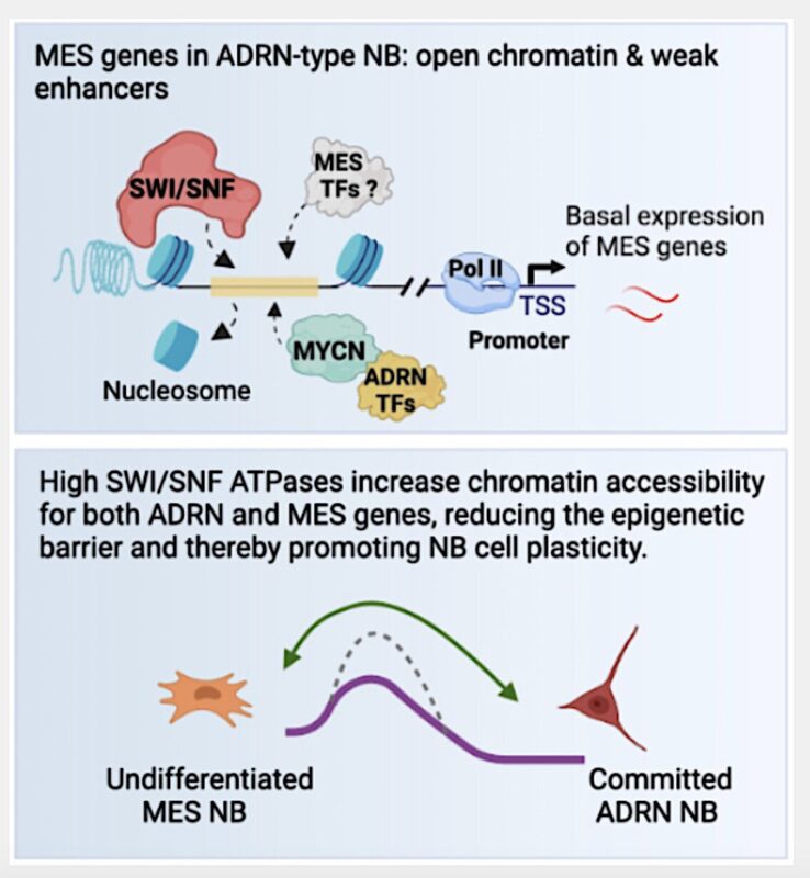 Neuroblastoma study identifies mechanisms affecting resistance to chemotherapy - NCI Center for Cancer Research