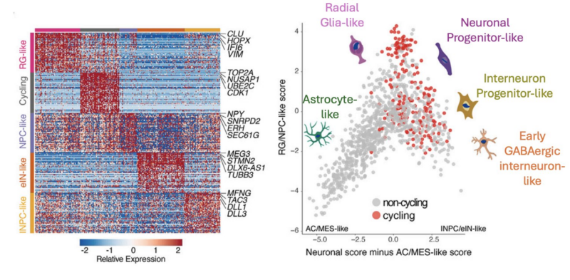 Mariella Filbin: Our latest paper on pediatric/AYA glioma